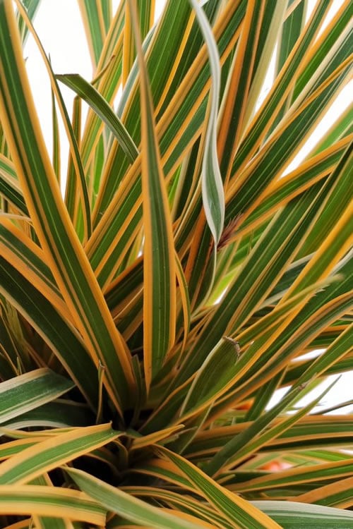  Evercolor Everglow Carex - 1 Gallon Pot