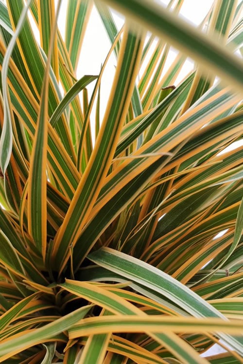  Evercolor Everglow Carex - 1 Gallon Pot