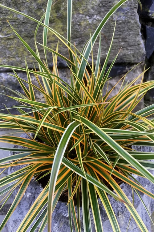  Evercolor Everglow Carex - 1 Gallon Pot