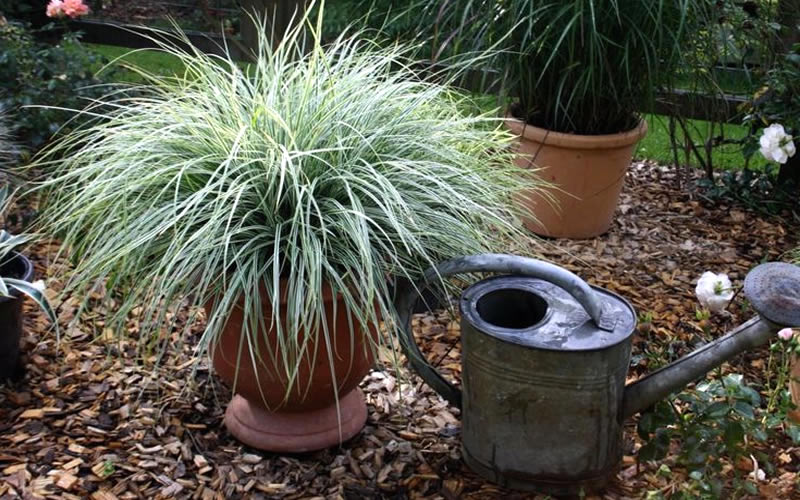  Evercolor Everest Carex - 1 Gallon Pot