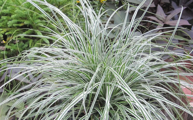 Evercolor Everest Carex - 1 Gallon Pot