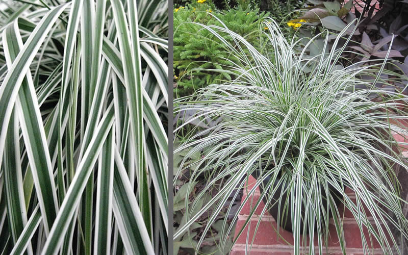  Evercolor Everest Carex - 1 Gallon Pot