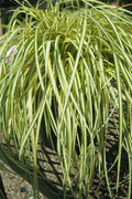  Evergold Japanese Sedge (Carex Hachijoensis) - 10 Pack Of Quart Pots