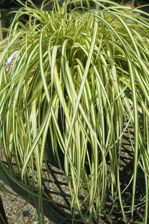  Evergold Japanese Sedge (Carex Hachijoensis) - 10 Pack Of Quart Pots