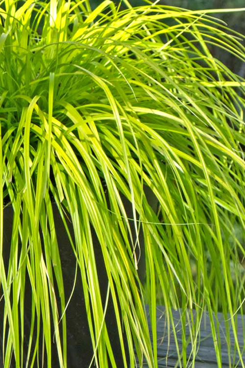  Evercolor Everillo Carex - 1 Gallon Pot