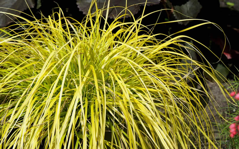  Evercolor Everillo Carex - 10 Pack Of Quart Pots