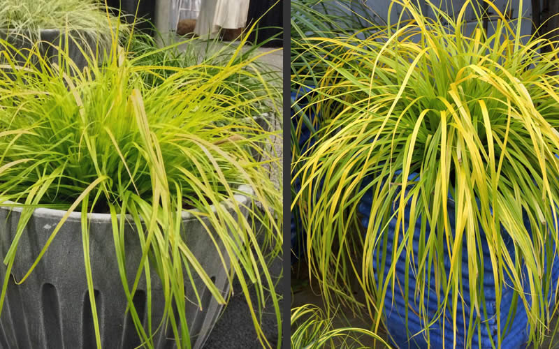  Evercolor Everillo Carex - 10 Pack Of Quart Pots