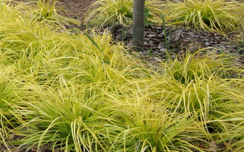  Evercolor Everillo Carex - 10 Pack Of Quart Pots
