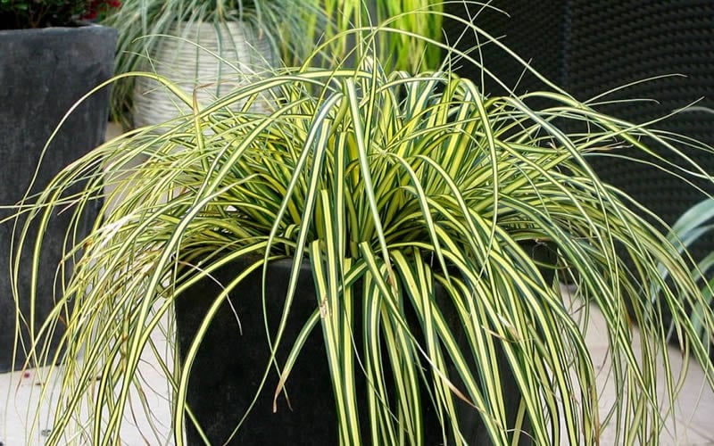  Evercolor Everoro Carex - 1 Gallon Pot