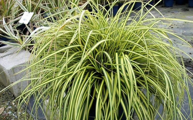  Evercolor Everoro Carex - 1 Gallon Pot