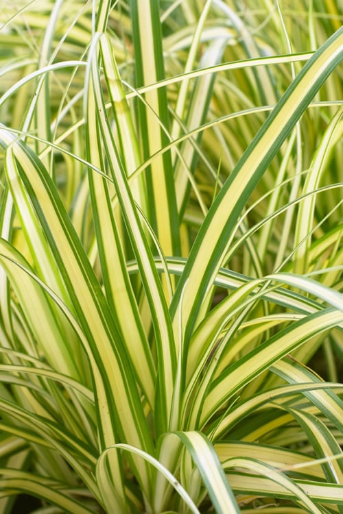  Evercolor Everoro Carex - 1 Gallon Pot