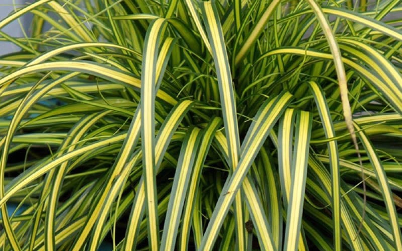  Evercolor Eversheen Carex - 1 Gallon Pot