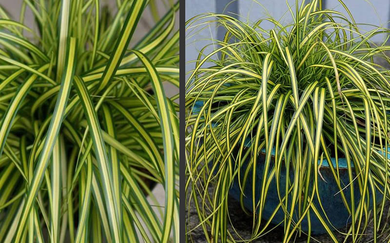  Evercolor Eversheen Carex - 5 Pack Of Quart Pots