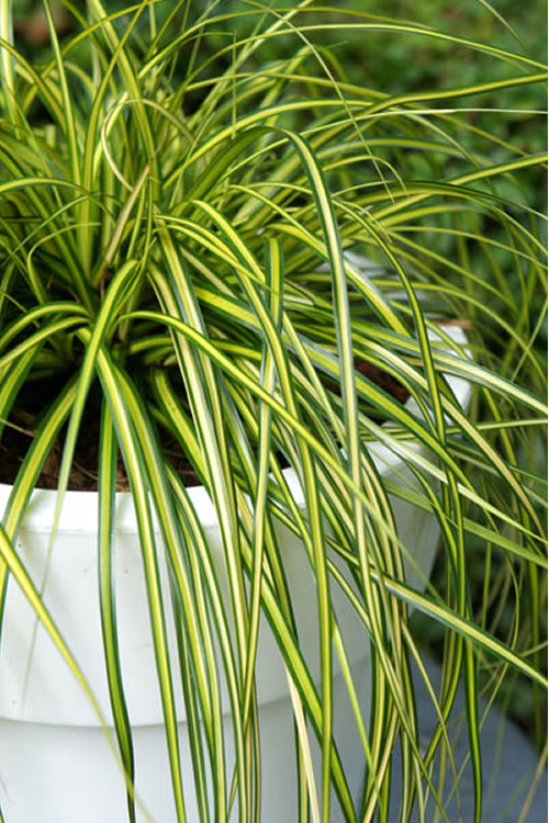  Evercolor Eversheen Carex - 5 Pack Of Quart Pots