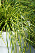  Evercolor Eversheen Carex - 5 Pack Of Quart Pots