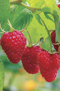  Caroline Raspberry - 6 Pack 1 Gallon Pots