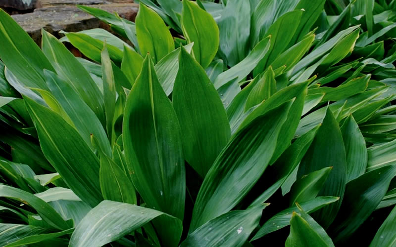  Cast Iron Plant - 2 Gallon Pot
