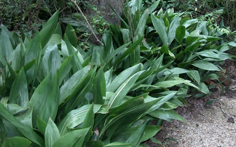  Cast Iron Plant - 2 Gallon Pot