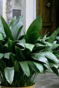  Cast Iron Plant - 3 Gallon Pot