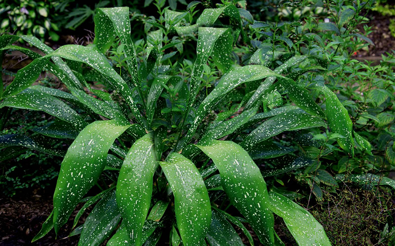  Milky Way Cast Iron Plant - 3 Gallon Pot