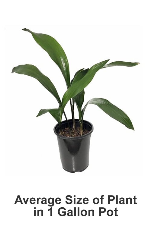  Cast Iron Plant - 1 Gallon Pot