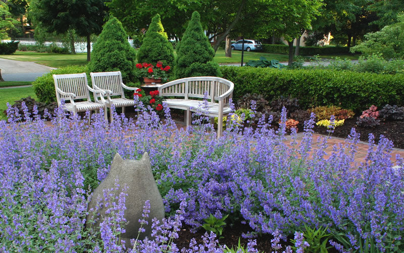  Walker's Low Catmint (Nepeta X Faassenii) - 1 Gallon Pot