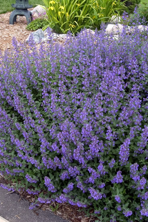  Walker's Low Catmint (Nepeta X Faassenii) - 1 Gallon Pot