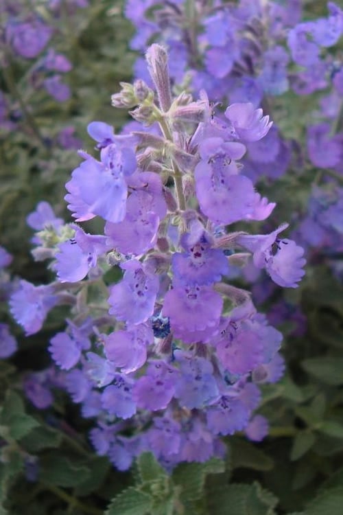  Walker's Low Catmint (Nepeta X Faassenii) - 5 Pack Of Quart Pots