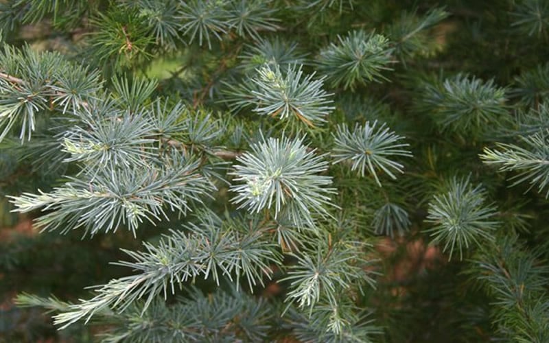  Patti Faye Deodar Cedar - 7 Gallon Pot 