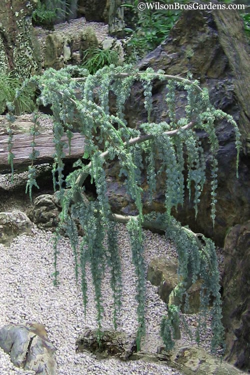  Serpentine Weeping Blue Atlas Cedar - 5 Gallon Pot
