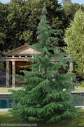 Deodar Cedar - 5 Gallon Pot (5-6')