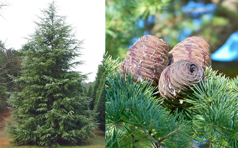  Deodar Cedar - 5 Gallon Pot (5-6')