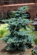  Horstmann Dwarf Blue Atlas Cedar - 1 Gallon Pot (9-12")