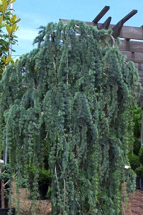  Weeping Blue Atlas Cedar - 6 Gallon Pot