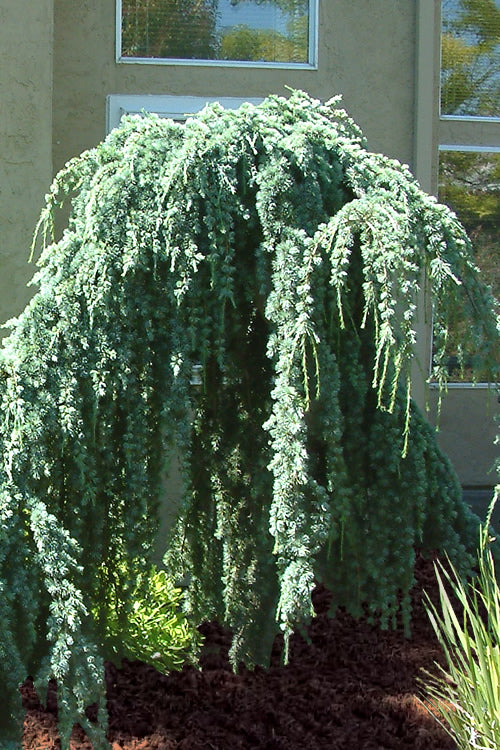  Weeping Blue Atlas Cedar - 6 Gallon Pot