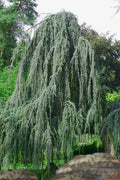  Weeping Blue Atlas Cedar - 6 Gallon Pot