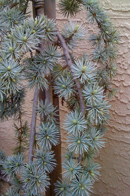  Weeping Blue Atlas Cedar - 6 Gallon Pot