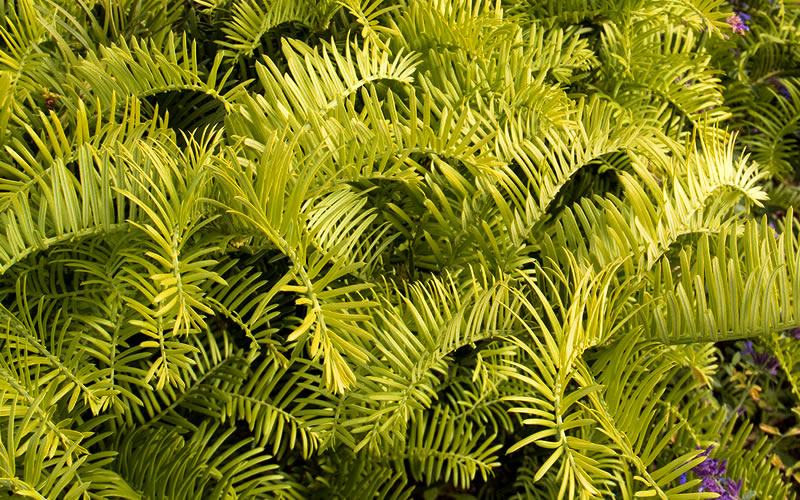  Golden Dragon Plum Yew (Cephalotaxus Harringtonia) - 6 Pack Of 1 Gallon Pots