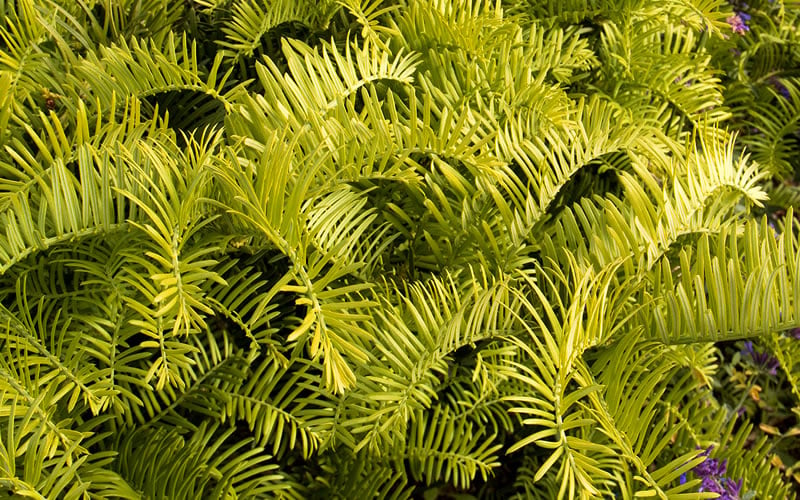  Golden Dragon Plum Yew (Cephalotaxus Harringtonia) - 1 Gallon Pot