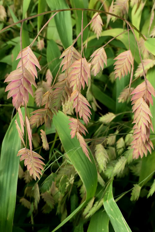  Upland Sea Oats (Chasmanthium Latifolium) - 2 Pack Of 1 Gallon Pots
