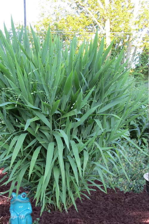  Upland Sea Oats (Chasmanthium Latifolium) - 2 Pack Of 1 Gallon Pots