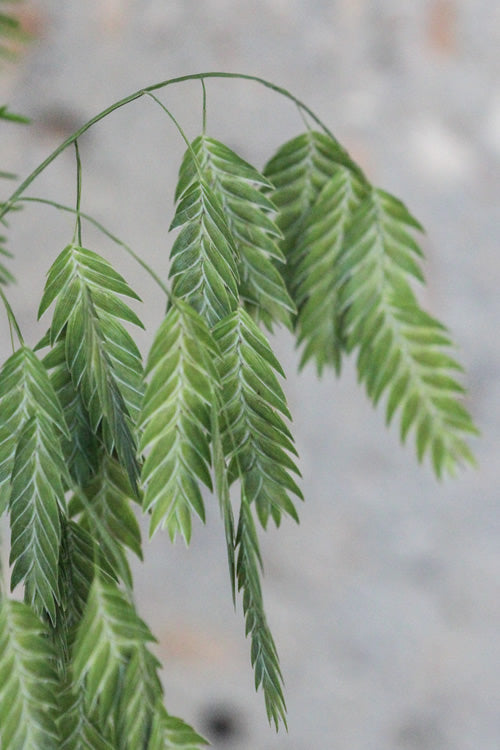  Upland Sea Oats (Chasmanthium Latifolium) - 2 Pack Of 1 Gallon Pots