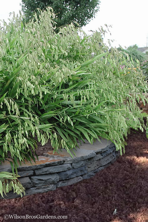  Upland Sea Oats (Chasmanthium Latifolium) - 2 Pack Of 1 Gallon Pots