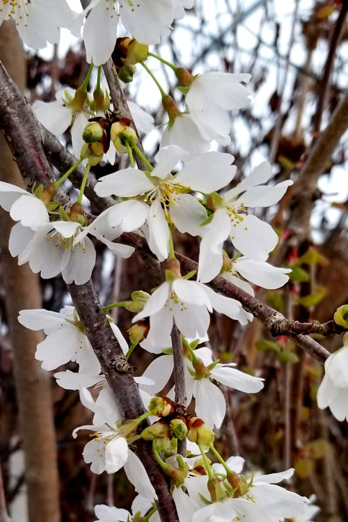  Snow Fountain Weeping Cherry Tree - 7 Gallon Pot (4-5')