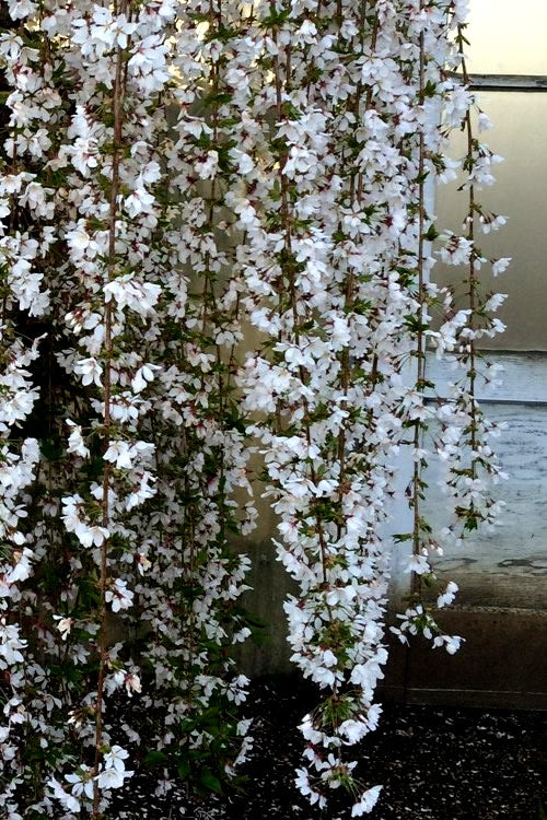  Snow Fountain Weeping Cherry Tree - 7 Gallon Pot (4-5')