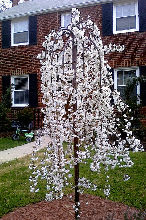  Snow Fountain Weeping Cherry Tree - 7 Gallon Pot (4-5')