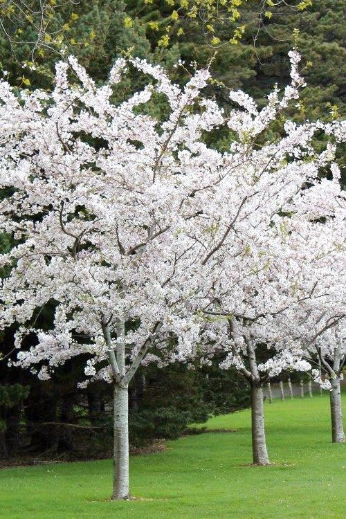  Yoshino Flowering Cherry Tree - 2 Gallon Pot
