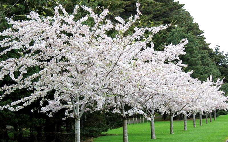  Yoshino Flowering Cherry Tree - 3 Gallon Pot