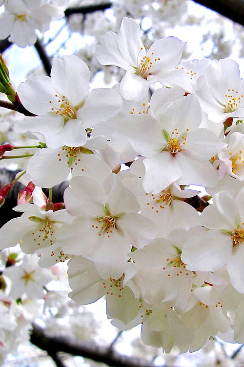  Yoshino Flowering Cherry Tree - 3 Gallon Pot