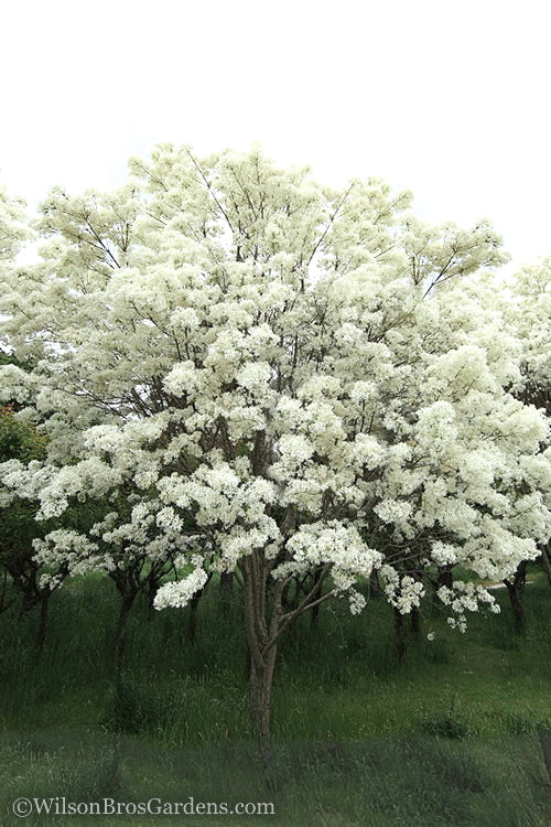  Chinese Fringe Tree - Chionanthus Retusus - 1 Gallon Pot